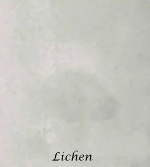 12-lichen-microcement-1.png